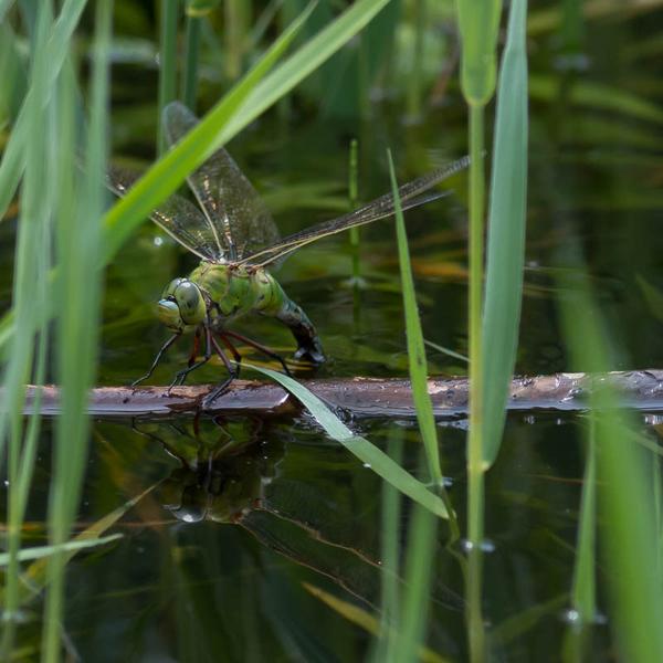 Grote keizerlibel (Anax imperator)